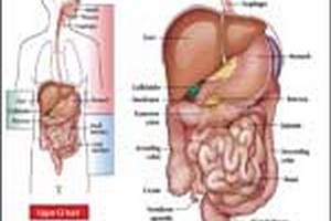 درباره ارشد فیزیولوژی درباره رشته کارشناسی ارشد فیزیولوژی