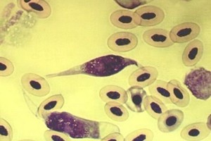 دروس و ضرایب قارچ شناسی دروس امتحانی و ضرایب قارچ شناسی پزشکی