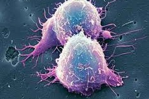 ظرفیت پذیرش ارشد ایمنی شناسی ظرفیت پذیرش کارشناسی ارشد ایمنی شناسی