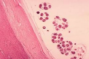 مدارک پذیرش انگل شناسی پزشکی مدارک مورد پذیرش انگل شناسی پزشکی