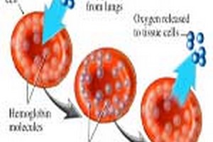 مدارک مورد پذیرش دکتری فیزیولوژی