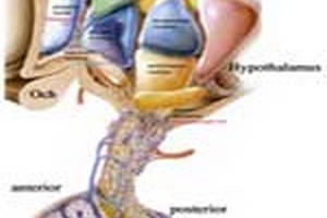 مدارک پذیرش ارشد فیزیولوژی مدارک موردپذیرش کارشناسی ارشد فیزیولوژی