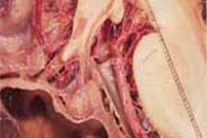 طرح درس ارشدفیزیولوژی طرح درس کارشناسی ارشدفیزیولوژی