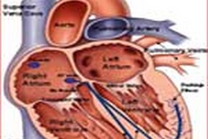 دانلود سوالات آزمون فیزیولوژی دانلود سوالات آزمون فیزیولوژی