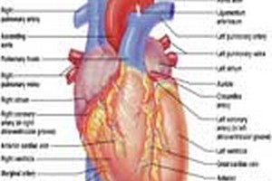 درباره رشته دکتری فیزیولوژی درباره رشته دکتری فیزیولوژی