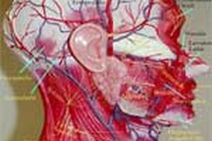 مدارک مورد پذیرش ارشدعلوم تشریحی مدارک مورد پذیرش کارشناسی ارشدعلوم تشریحی