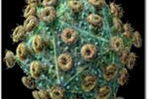 مدارک مورد پذیرش ارشد قارچ شناسی مدارک مورد پذیرش کارشناسی ارشد قارچ شناسی