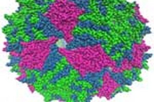 ارشد قارچ شناسی پزشكی درباره رشته کارشناسی ارشد قارچ شناسی پزشكی