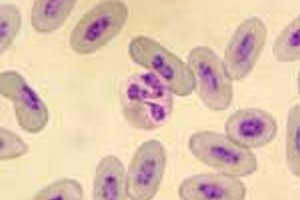 بهترین جزوات ارشد میکروب شناسی بهترین جزوات ارشد میکروب شناسی