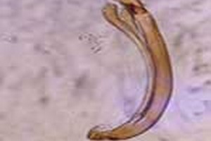 دروس وضرایب حشره شناسی دروس امتحانی وضرایب مربوطه حشره شناسی