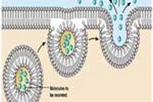 ظرفیت پذیرش ارشد سلولی مولکولی ظرفیت پذیرش ارشد زیست شناسی سلولی مولکولی