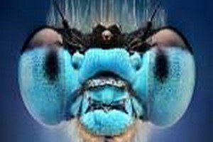 ظرفیت پذیرش ارشد حشره شناسی ظرفیت پذیرش کارشناسی ارشد حشره شناسی پزشکی و مبارزه با ناقلین