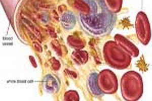 رشته ایمنی شناسی درباره رشته ایمنی شناسی