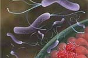 ظرفیت پذیرش ارشدمیکروب شناسی مواد غذایی ظرفیت پذیرش کارشناسی ارشدمیکروب شناسی مواد غذایی