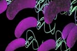 دروس و ضرایب میکروب شناسی دروس امتحانی وضرایب درسی میکروب شناسی