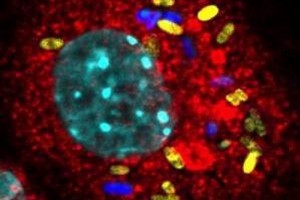 طرح درس ارشد ایمنی شناسی طرح درس کارشناسی ارشد ایمنی شناسی